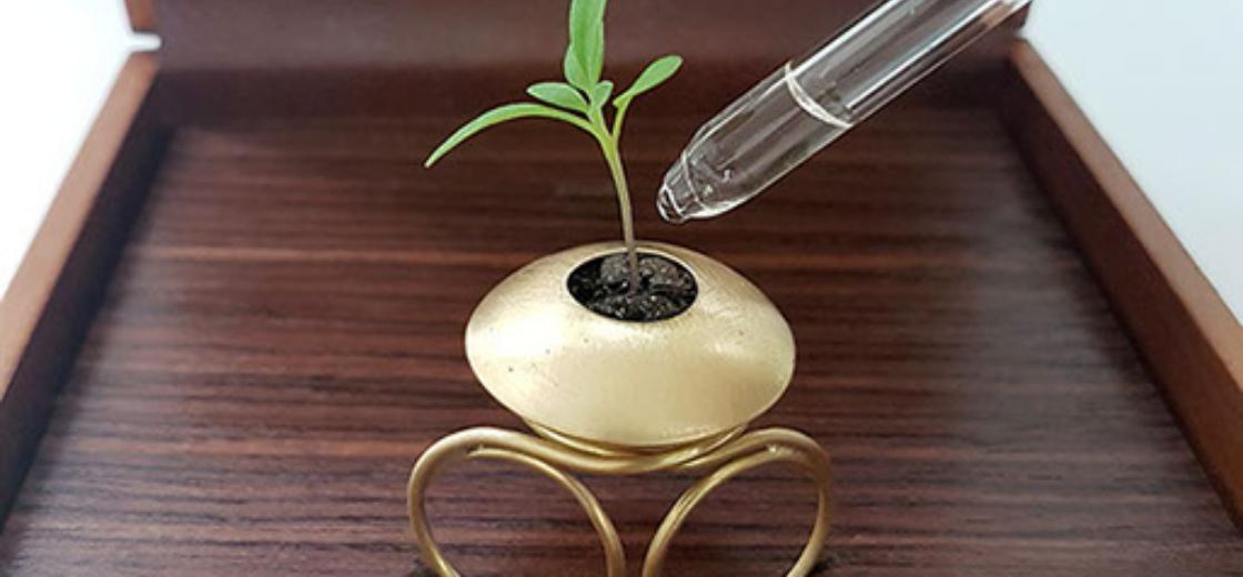 Coleção com anel sementeira, balanço e vaso remete à reflexão