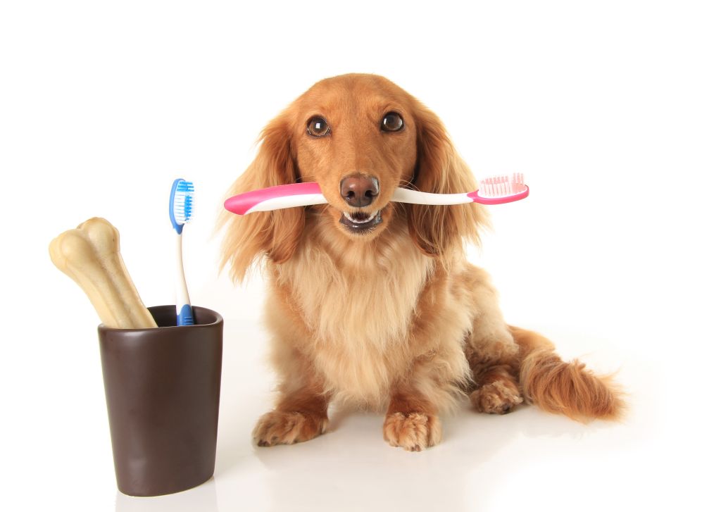 Coluna Pets – Cuidados com a saúde bucal de seu animal de estimação  