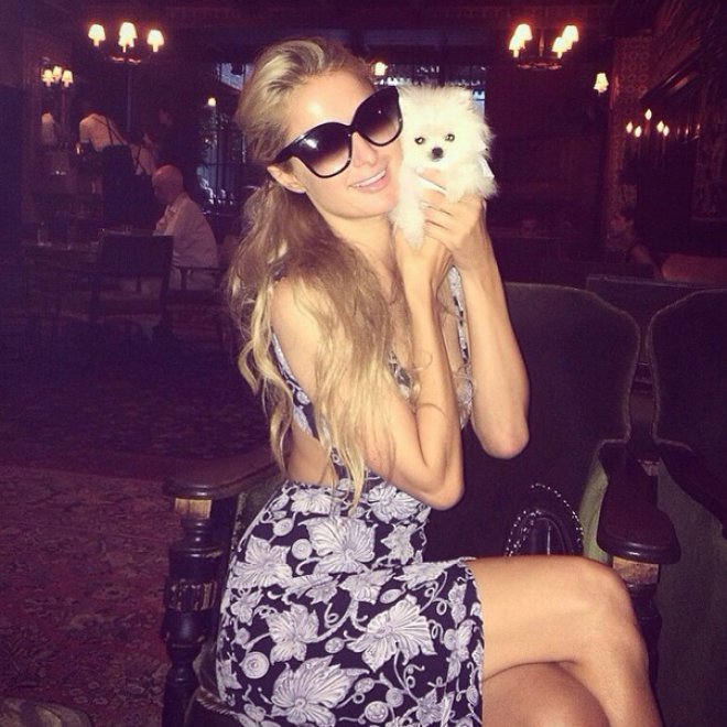 Amazing dog - O novo Pet da Paris Hilton!