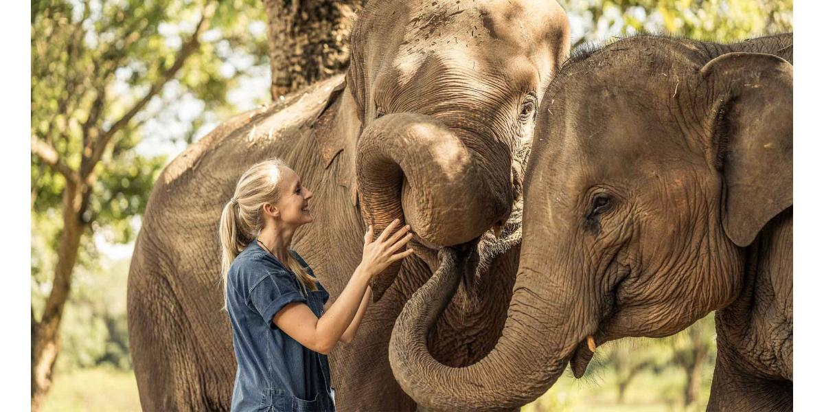 Resort oferece quartos transparentes em floresta de elefantes