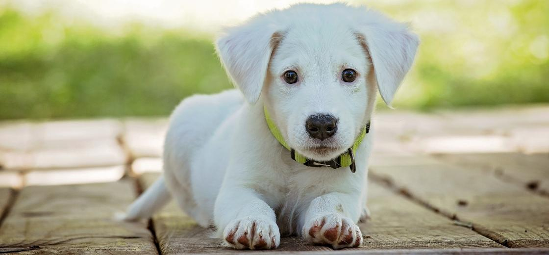 Feira de adoção de pets 