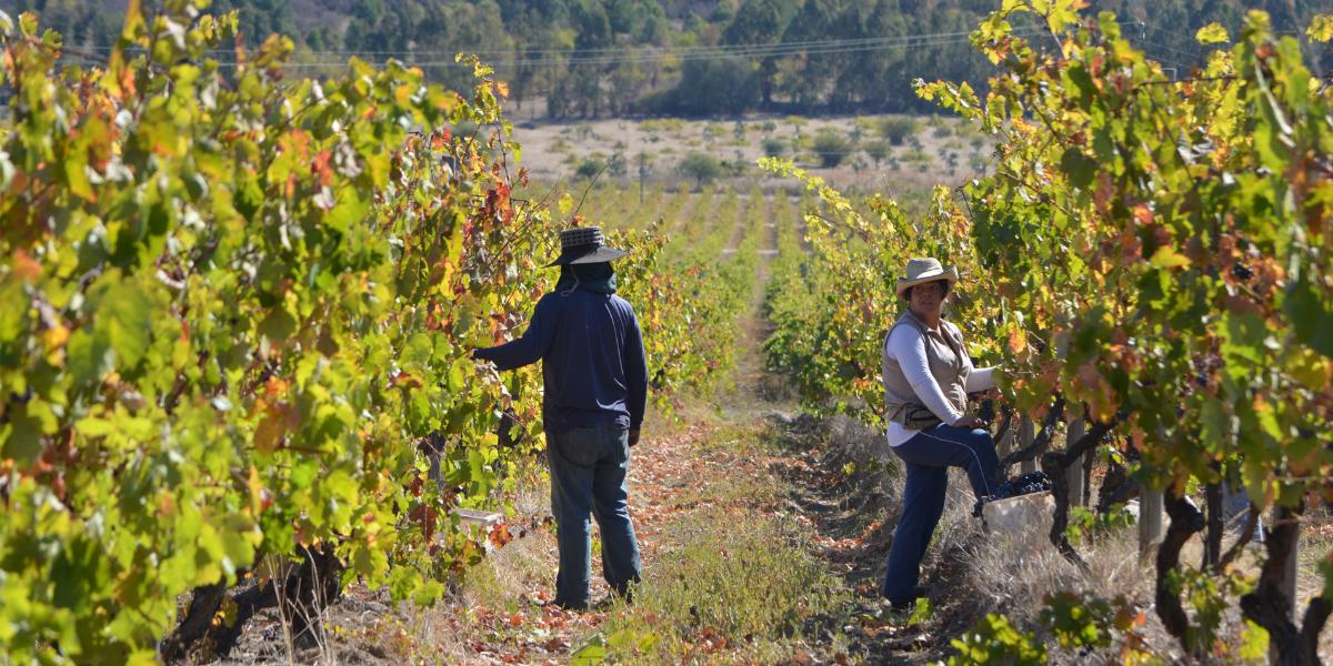 8 vinícolas de vanguarda para conhecer no Chile