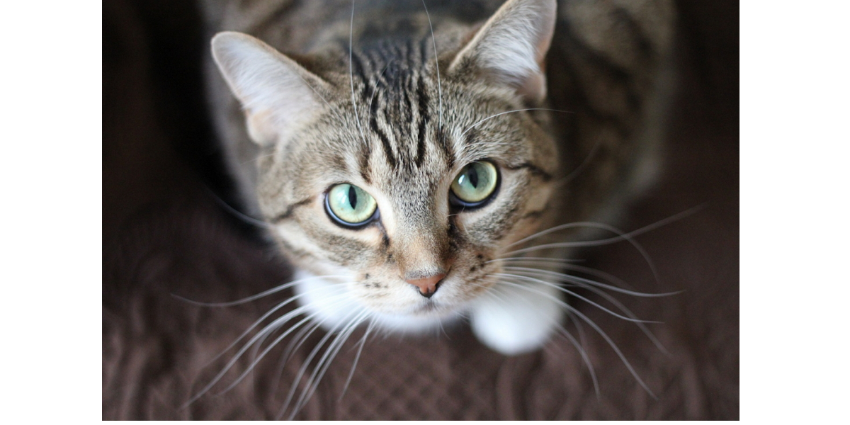 Semana do Gato: Esalpet vai doar parte das vendas para a ONG Crazy Cat Gang